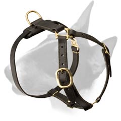 Leather harness for Bull Terrier