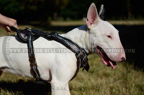 4 ways adjustable Bull Terrier harness