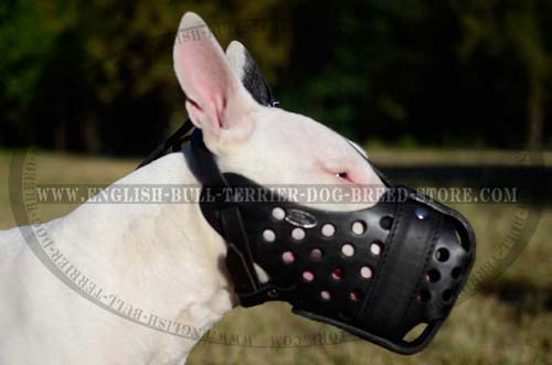 Bull Terrier wearing leather muzzle