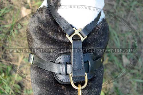 Dog harness with brass hardware