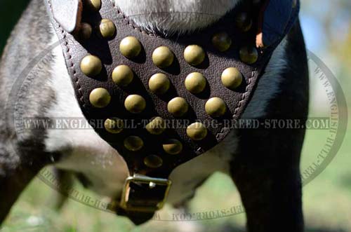 Bull terrier harness with wide chest plate