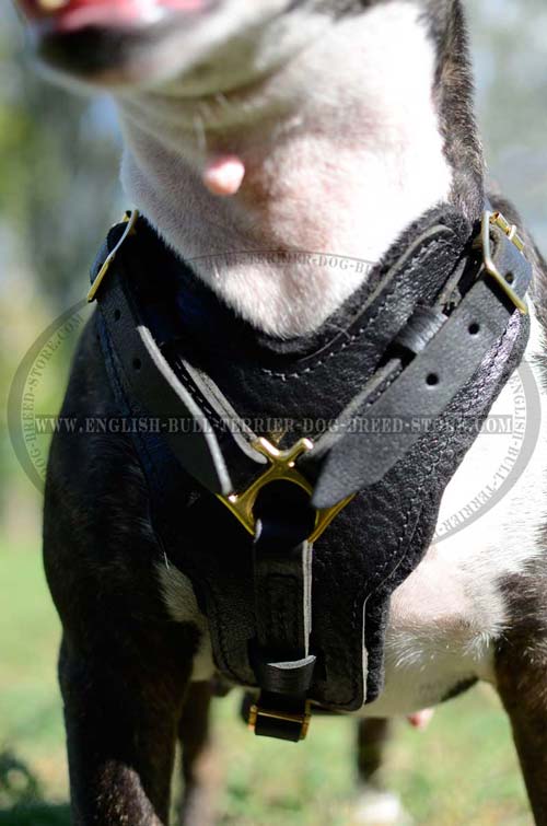 High quality leather dog harness