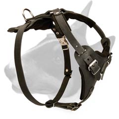 Leather dog harness for walking and training Bull Terriers