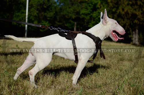 Leather dog harness for Bull Terrier
