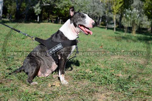 Nylon dog harness for training, walking, working
