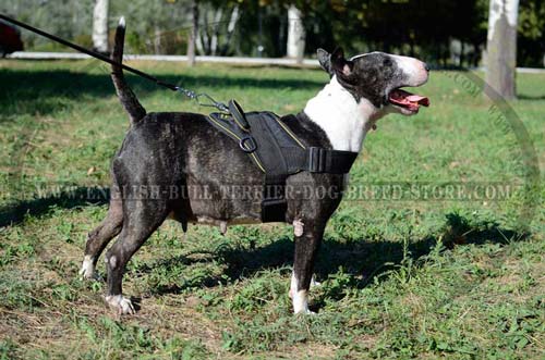 Bull Terrier wearing nylon training harness