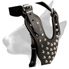 Bull Terrier harness with decorative cones