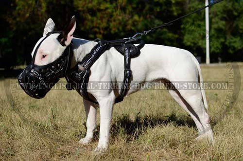 Bull Terrier leather muzzle breathable and comfortable