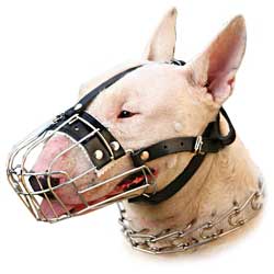 Everyday Metal Muzzle for Bull Terrier