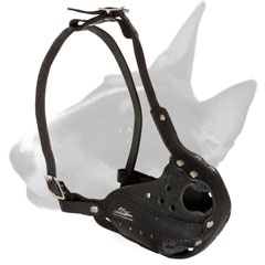 English Bull Terrier muzzle for training