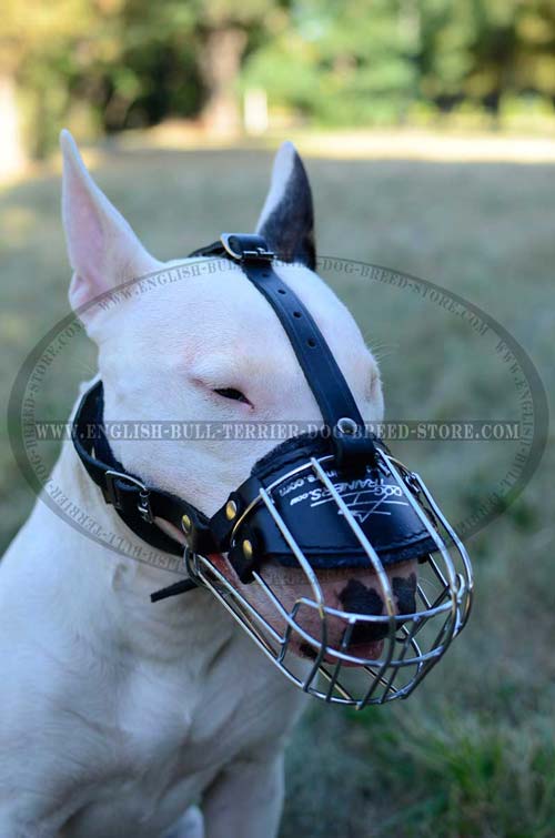 Perfect ventilation muzzle for your Bull Terrier