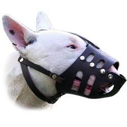 Bull Terrier Muzzle for various activities