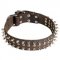 English Bull Terrier Leather Dog Collar With Spikes and Studs