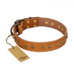 "Autumn Story" FDT Artisan Leather English Bull Terrier Collar with Old Bronze Look Studs