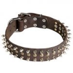 English Bull Terrier Leather Dog Collar With Spikes and Studs