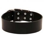 Extra Wide Leather Bull Terrier Collar for Every Day Use