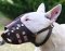 Lightweight Training Leather Bull Terrier Muzzle