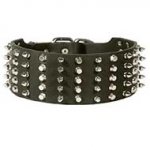Extra Wide Spiked and Studded Leather Bull Terrier Collar