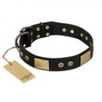 "Spanish night" FDT Artisan Fashionable Leather Walking English Bull Terrier Collar