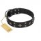 "Star Excitement" Modern FDT Artisan Black Leather English Bull Terrier Collar with Studs and Stars