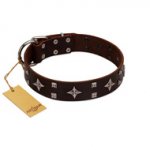 "Trendy Candy" FDT Artisan Brown Leather English Bull Terrier Collar Adorned with Stars and Tiny Squares