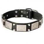 Stylish and Functional Leather Bull Terrier Collar with Metal Decoration