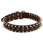 Leather Bull Terrier Collar with Brass Studs and Nickel Spikes