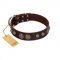 "Choco Brownie" FDT Artisan Brown Leather English Bull Terrier Collar Adorned with Silver-Like Conchos