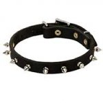 Classy Spiked Leather Bull Terrier Collar for Daily Walking