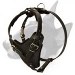 Best Adjustable Leather Bull Terrier Harness for Attack Work