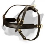 Leather Bull Terrier Harness for Dog Training and Pulling activities