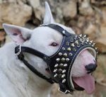 Spiked Design Padded Leather Bull Terrier Muzzle