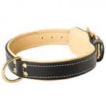 Handmade Padded Leather Bull Terrier Collar