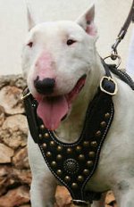 Deluxe Royal Studded Leather Bull Terrier Harness