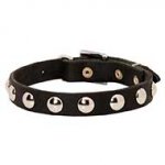 Studded Leather Bull Terrier Collar for Training and Walking