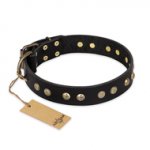 "Black Elegance" FDT Artisan Leather English Bull Terrier Collar with Round Studs
