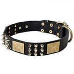 Leather Bull Terrier Collar with Massive Plates, Spikes and Studs