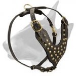 Designer Studded Leather Bull Terrier Harness