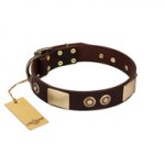 "Sense of Freedom" FDT Artisan Brown Leather English Bull Terrier Collar with Old Bronze-Plated Studs and Plates