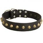 Reliable Leather Bull Terrier Collar with Brass Pyramids