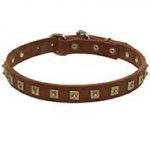 Gorgeous Leather Bull Terrier Collar Decorated with Studs