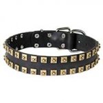 Wide Leather Bull Terrier Collar with Golden Brass Studs