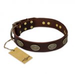 "Chocolate kiss" FDT Artisan Leather English Bull Terrier Collar with Old Bronze Look Oval Plates