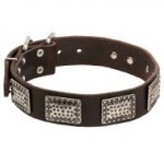 English Bull Terrier Leather Dog Collar Decorated with Gorgeous Massive Nickel Plates