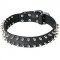 Leather Bull Terrier Collar Decorated with 2 Rows of Nickel Plated Spikes