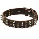 Cool Spiked and Studded Leather Bull Terrier Collar