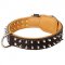 Nappa Padded Leather Bull Terrier Collar with Nickel Plated Spikes