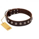 "Lucky Silver" Designer Handmade FDT Artisan Brown Leather English Bull Terrier Collar