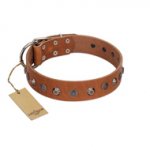 "Silver Age" Fashionable FDT Artisan Tan Leather English Bull Terrier Collar with Silver-Like Studs