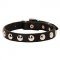 Studded Leather Bull Terrier Collar for Training and Walking